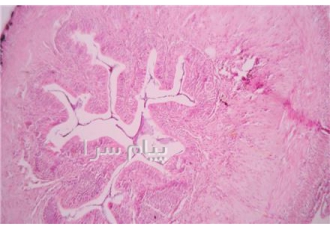 فروش پردازش تصویر و ایمیج آنالایزر