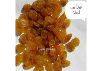 فروش کشمش طلایی آفتابی انگوری کالیفرنی در تاکستان فروش کشمش درجه یک