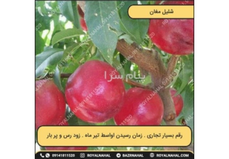 خرید نهال شلیل مغان/ نهالستان رویال نهال در میاندوآب شلیل مغان از ارقام
