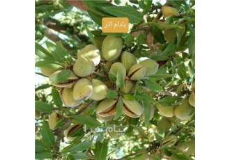 خرید نهال بادام اذر در میاندواب بادام اذر ر مقاومت به سرما همیشه زبان