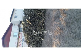 فروش چوب مرکبات و هیزم و هیزم شومینه