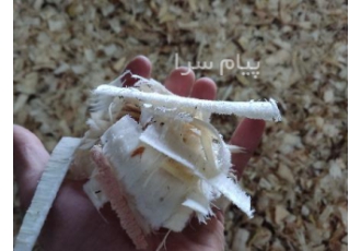 تولید پوشال مرغداری