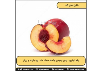فروش نهال در میاندوآب فروش نهال شلیل سان گلد فروش نهال شلیل رقم تجاریست
