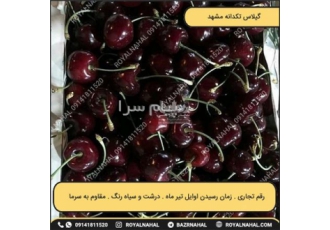 گیلاس تکدانه مشهد این نوع نهال گیلاس را به دلیل باردهی و کیفیت بسیار