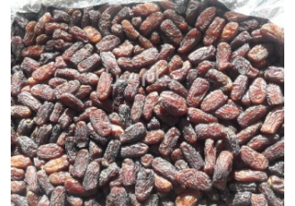 فروش عمده خرمای پیارم خاصویی بنده باغ خرما و مرکبات دارم منطقه فارس