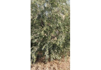 فروش محصولات مجموعه کشت و صنعت جم ساوج (ترخون)
