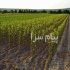 تهیه و توزیع نهال درختان میوه در سطح کشور تحویل نهال سالم و دارای اصالت