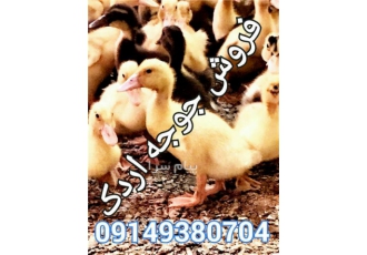 فروش جوجه اردک جوجه یکروزه اردک در ارومیه جوجه اردک جوجه اردک یک روزه