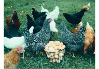 فروش جوجه مرغ تخمگذار مرغ تخم گذار در ارومیه فروش جوجه مرغ تخم گذار