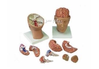 مولاژنیم تنه انسان مولاژ قلب مولاژ مغز مولاژ حیوان