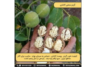 گردو محلی کاغذی در میاندوآب گردو محلی کاغذی کیفیت خوب گردو پوست کاغذی