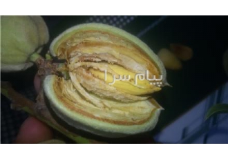 فروش نهال بادام فرانیس و ۵۰X۵۰ در میاندوآب فروش بادام فرانیس و 50x50