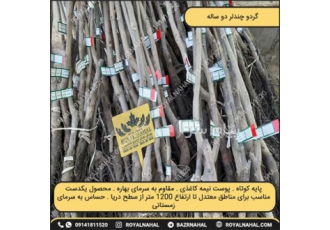 گردو چندلر دو ساله تولید رویال نهال در میاندوآب گردو چندلر دو ساله