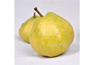 فروش نهال دوه چی در میاندوآب تناژ دهی بالا میوه بسیار درشت بسیار زود