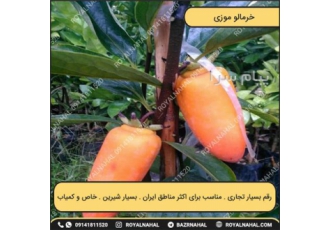 خرید نهال خرمالو موزی در میاندوآب نهال خرمالو موزی نام نهال خرمالو موزی