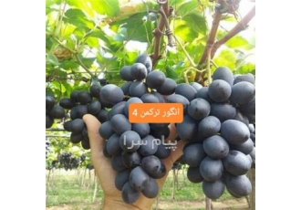 فروش نهال انگور ترکمن ۴ در میاندوآب مناسب جهت خشکبار میوه دیررس بسیار