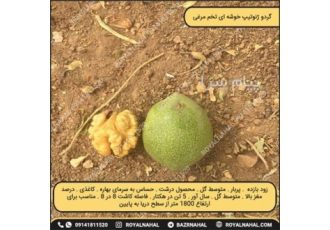 گردو ژنوتیپ خوشه ای تخم مرغی در میاندوآب گردو ژنوتیپ خوشه ای تخم مرغی