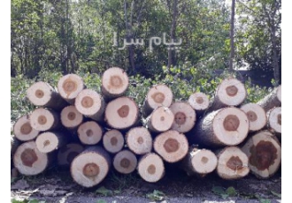 خرید و فروش چوب صنوبر