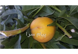 فروش نهال هلو البرتاو زعفرانی در میاندوآب فروش نهال هلو البرتا