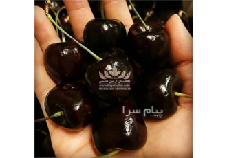 فروش نهال گیلاس دلارکا در میاندوآب رقم تجاری مقاوم به سرما میوه بسیار