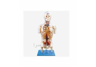 مولاژ نیم تنه مولاژ اسکلت مولاژ مغز مولاژ چشم در تهران مولاژ انسان