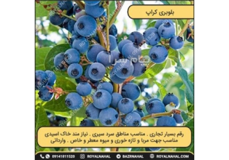 بلوبری نهالستان رویال نهال در میاندوآب میوه بلوبری به قطری حدود 2