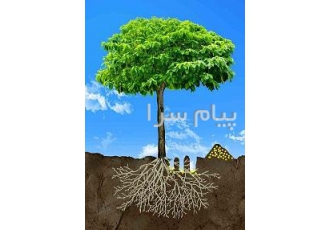 تزریق مستقیم کود از طریق ریشه در تهران شرکت پارس اقلیم با استفاده