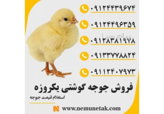فروش جوجه گوشتی یکروزه ، راس ، کاب ، پلاس آرین ، ایندین