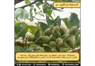 گردو خوشه ای انگوری ( مویز ) در میاندوآب گردو خوشه ای انگوری مویز متوسط