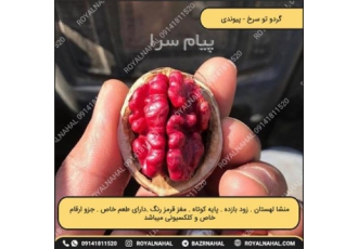 گردو توسرخ در میاندوآب از ارقام نهال های گردوی خاص و لاکچری که در سطح