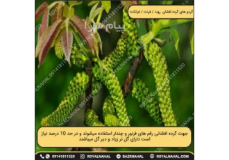 نهال گردو فرنور در میاندوآب اصالت و زادگاه اولیه نهال گردو فرنور