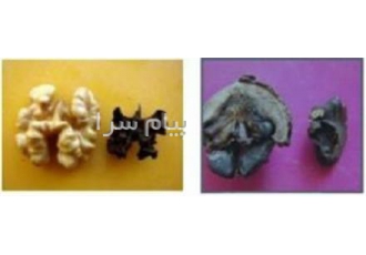 دفع کامل کرم خراط و رفع سیاه شدن مغز گردو