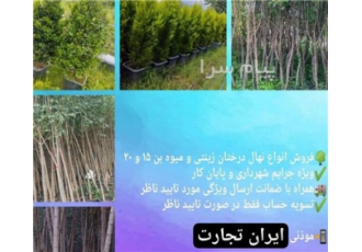 فروش نهال درخت بن 15 و بن 20