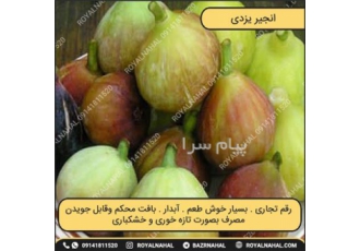 خرید نهال انجیر یزدی در میاندوآب نهال انجیر یزدی مشخصات نهال انجیر یزدی