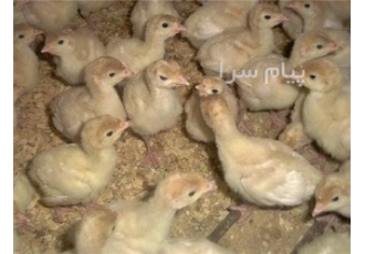 فروش جوجه بوقلمون برنز و بیوتی در اصفهان فروش جوجه بوقلمون برنز و بیوتی