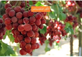 خرید نهال فیلم سیدلس