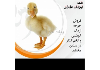 فروش جوجه اردک پکنی و بومی ، فروش جوجه گوشتی