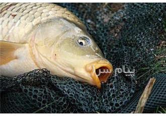 بچه ماهی کپور در تهران فروش انواع بچه ماهی کپور کپور طلایی کپور سر گنده