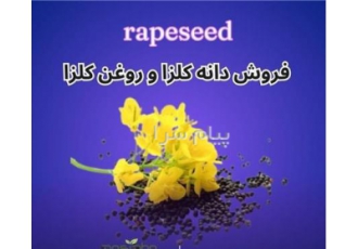 فروش دانه کلزا و فروش روغن کلزا خالص در شهر ری فروش دانه کلزا تمیز
