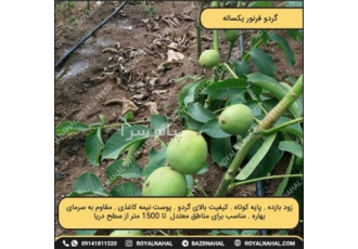 خرید نهال گردو فرنور در میاندواب نهال گردو فرنور از ارتفاع 0 تا 1500