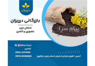 فروش عمده دانه کلزا و روغن کلزا خالص در تهران بازرگانی دُرریزان باقری