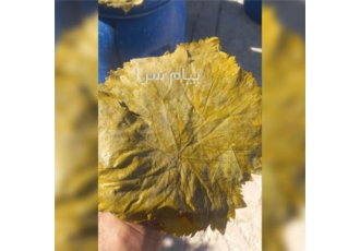 فروش عمده انواع ترشی در تبریز ما با استفاده از مواد اولیه تازه و کاملا
