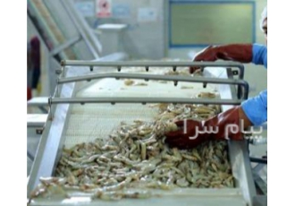خط تولید فراوری ماهی و میگو شستشو خشک کن بسته بندی
