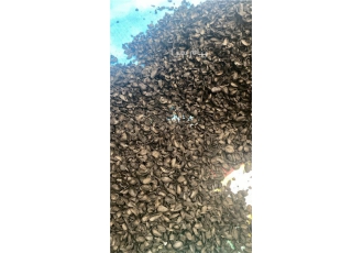 کربن پوست پسته
