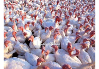 فروش جوجه بوقلمون بیوتی و برنز  انگلیسی