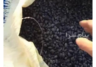 فروش پسته کربن شده فروش کربن پسته صنعتی جهت تولید زغال فشرده و کاربرد