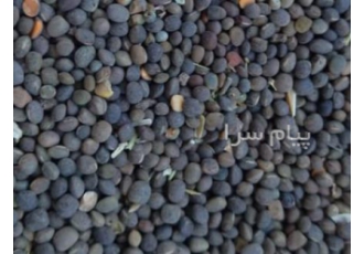 خرید و فروش قره ماش در زنجان خرید و فروش قره ماش توسط شرکت ناز دانه