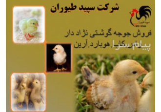 فروش انواع جوجه گوشتی راس پلاس در تهران جوجه یکروزه گوشتی کاب جوجه