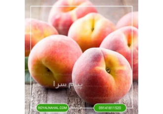 خرید نهال هلو دوبار فرانسه