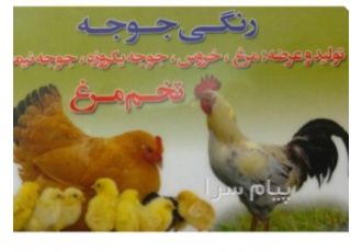 تخم مرغ نطفه دار و بدون نطفه و جوجه بومی در اصفهان تخم مرغ بومی